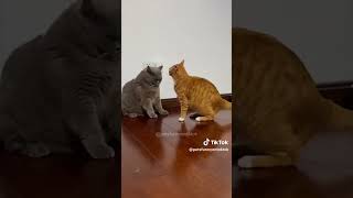 Gatos peleando [upl. by Weisbrodt]