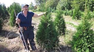 Summer trimming of Arborvitae [upl. by Leddy]