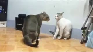 Gatos Peleando Fight [upl. by Ellezaj]