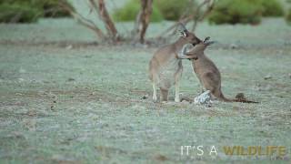 WESTERN GREY KANGAROO  Macropus fuliginosus [upl. by Aicinat]