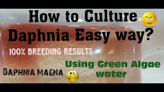 Daphnia MagnaHow to Culture Daphnia Easy wayCulturing Daphnia using Green water Daphnia [upl. by Redep]