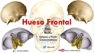 Anatomía  Hueso Frontal Caras Bordes Puntos Craneométricos [upl. by Murvyn414]