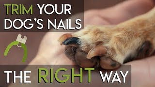 How to Trim Dog Nails  The RIGHT Way [upl. by Dotson]