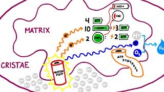 Aerobic Cellular Respiration the Krebs Cycle Electron Transport Chain [upl. by Colman]