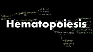 Hematopoiesis Overview [upl. by Rosol791]