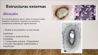 Estructura de las bacterias  Microbiologia [upl. by Marcoux]