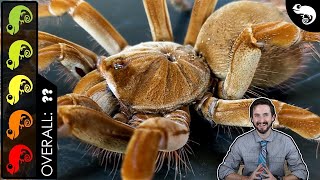 Goliath Birdeater The Best Pet Tarantula [upl. by Derick]