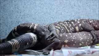 Beaded Lizard Breeding [upl. by Ellivnarg]