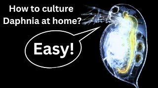 BEST Live Fish Food Beginner guide How to Culture Daphnia at home [upl. by Pinkerton684]