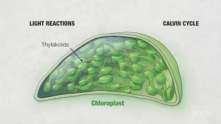 Photosynthesis Part 4 Chloroplasts  HHMI BioInteractive Video [upl. by Muraida]