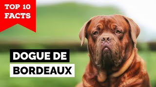 Dogue de Bordeaux  Top 10 Facts [upl. by Bristow]