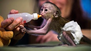 10 Cutest Newborn Baby Monkeys Ever [upl. by Madalyn]