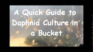 How to culture daphnia outside [upl. by Lim]