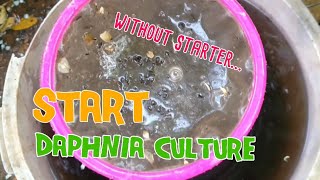 How to culture daphnia moina the easy way 1  Starting the Daphnia culture [upl. by Accever]