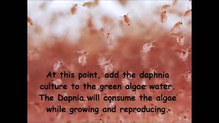 Daphnia  How to grow daphnia in your home [upl. by Haimorej]