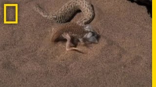 Snake vs Lizard  National Geographic [upl. by Aiepoissac]