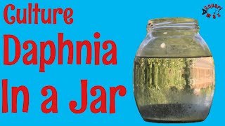 How to Culture Daphnia in a Jar [upl. by Adnocahs]