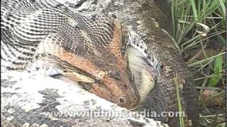 Python swallows a monkey whole [upl. by Ilac]