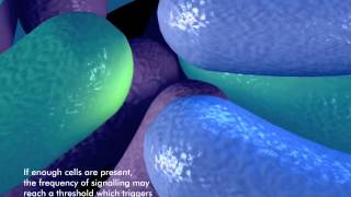 How bacteria form a biofilm [upl. by Derry]