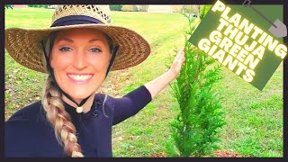 How To Plant Thuja Green Giant Arborvitae  Privacy Hedge [upl. by Ut974]