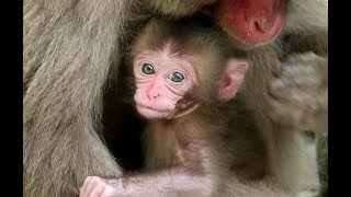 Introduction of Baby Monkey J [upl. by Roeser]