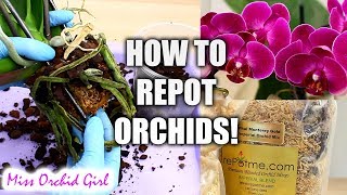 Orchid Care for Beginners  How to repot Phalaenopsis Orchids [upl. by Cappella426]