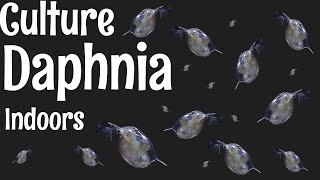 How to Culture Daphnia [upl. by Ibbob]