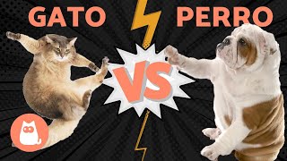 PERROS VS GATOS ¿quién ganará [upl. by Rhiana210]