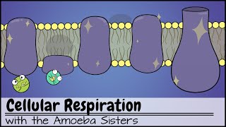 Cellular Respiration UPDATED [upl. by Albright]