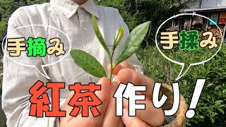 【自給生活】手摘みの茶葉から紅茶を作る living Making black tea from handpicked tea leaves [upl. by Folsom]