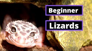 Top 5 Lizards For Beginner Keepers [upl. by Enelie]