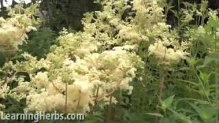 Meadowsweet herb Filipendula ulmaria [upl. by Mccoy]