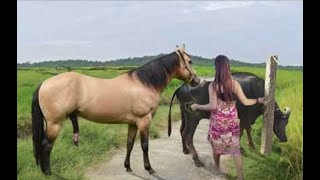 My sister training care her lovely horse in beginner 2021 [upl. by Nosidda]