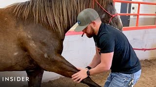 How A Horse Chiropractor Does Adjustments [upl. by Fihsak]