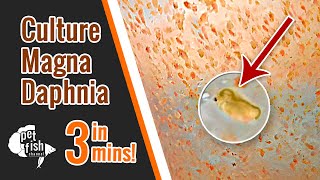 How to culture DAPHNIA MAGNA  The easy way [upl. by Donnell]