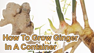 How To Grow Ginger Root  Start To Finish [upl. by Calesta]