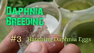 Daphnia Culture made simple and easy 3  Hatching Daphnia eggs [upl. by Legyn]