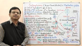 Diabetes Mellitus Part10 Mechanism of Action of Sulfonylurease  Antidiabetic Drugs  Diabetes [upl. by Anitnelav29]