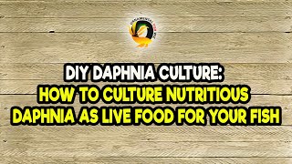 DIY Daphnia Culture How to Culture Nutritious Daphnia as Live Food for Your Fish [upl. by Gonzalez]