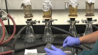 Coliform Bacteria Analysis [upl. by Helaina]