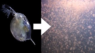 How I Culture Daphnia [upl. by Dammahum858]