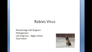 Microbiology 518 a Rabies Virus Street Fixed Bullet shaped Dog Cat Pathogenesis Babes nodules fox [upl. by Erimahs]