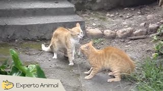 Peleas de gatos  Cats fighting [upl. by Thursby]