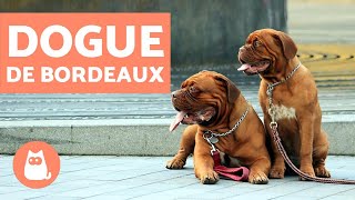 Dogue de Bordeaux  Characteristics and Training [upl. by Aiepoissac]