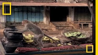 Drunk Monkeys  National Geographic [upl. by Dianuj]