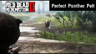 Where To Find A Panther  Red Dead Redemption 2 Perfect Pelt Location Guide RDR2 [upl. by Derfniw]