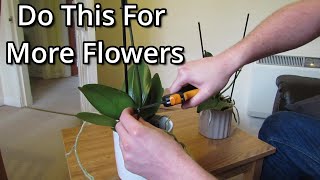 How to get your Phalaenopsis orchids to flower again [upl. by Acinnod495]