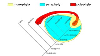 Cladistics Part 2 Monophyly Paraphyly and Polyphyly [upl. by Wolliw]