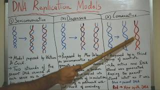 DNA Replication Models  Semiconservative Dispersive Conservative [upl. by Desberg]