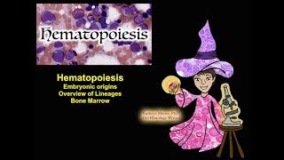 Hematopoiesis Origins Lineages and Bone Marrow CC [upl. by Vharat]